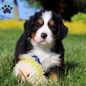 Zeke, Bernese Mountain Dog Puppy